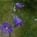 Img.VTax2954.ExN.Img11