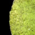 Img.VTax3056.ExN.Img9