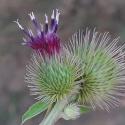 Img.VTax3202.ExN.Img32