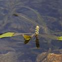 Img.VTax3489.ExN.Img4