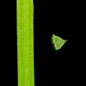 Img.VTax3803.ExN.Img7