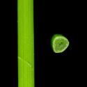Img.VTax3807.ExN.Img8