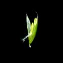 Img.VTax3838.ExN.Img6