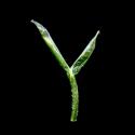 Img.VTax3838.ExN.Img7