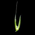 Img.VTax3874.ExN.Img8