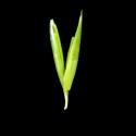 Img.VTax3875.ExN.Img13