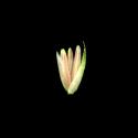Img.VTax3926.ExN.Img9