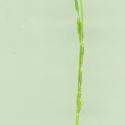 Img.VTax3951.ExN.Img3