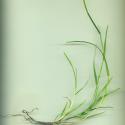 Img.VTax3952.ExN.Img11