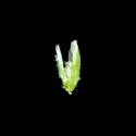Img.VTax3952.ExN.Img15