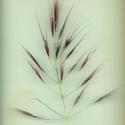 Img.VTax3955.ExN.Img14