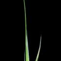 Img.VTax3955.ExN.Img15