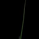 Img.VTax3955.ExN.Img16