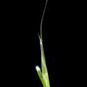 Img.VTax3958.ExN.Img11