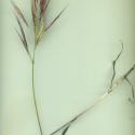 Img.VTax3958.ExN.Img4