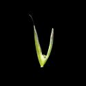 Img.VTax3963.ExN.Img17
