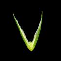 Img.VTax3988.ExN.Img13