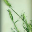 Img.VTax3998.ExN.Img9