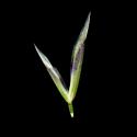 Img.VTax4017.ExN.Img2