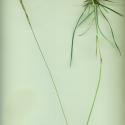 Img.VTax4017.ExN.Img3