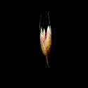 Img.VTax4039.ExN.Img9