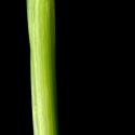 Img.VTax4043.ExN.Img12