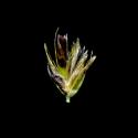 Img.VTax4043.ExN.Img15