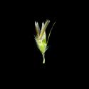 Img.VTax4043.ExN.Img18