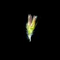 Img.VTax4043.ExN.Img19