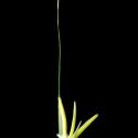 Img.VTax4122.ExN.Img6
