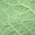 Img.VTax415.ExN.Img17