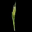 Img.VTax4151.ExN.Img10
