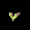 Img.VTax4176.ExN.Img8
