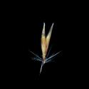 Img.VTax4203.ExN.Img11