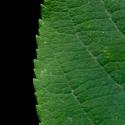 Img.VTax497.ExN.Img14