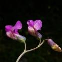 Img.VTax696.ExN.Img34