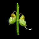 Img.VTax728.ExN.Img9