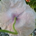 Img.VTax953.ExN.Img8