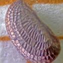 Img.VTax961.ExN.Img26