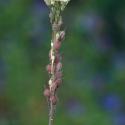 Img.VTax989.ExN.Img4