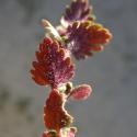 VTax2674.ExN_.Img4_.jpg
