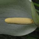 VTax4319.Ex1.Img3