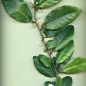 VTax4770.Ex1_.Img10.jpg