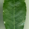 VTax4770.Ex1_.Img5_.jpg