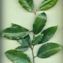 VTax4770.Ex1_.Img9_.jpg
