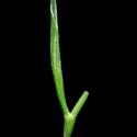 VTax1532.Ex1_.Img10.jpg
