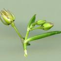 VTax1978.Ex1_.Img9_.jpg