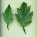 VTax2546.Ex1_.Img16.jpg