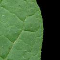 VTax2546.Ex1_.Img21.jpg