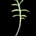 VTax3274.Ex1_.Img3_.jpg
